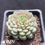 Echeveria Snow Tea - Image 2