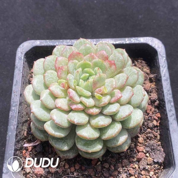 Echeveria Snow Tea - Image 2