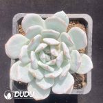 Echeveria Snow Crisp