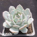 Echeveria Snow Crisp - Image 2