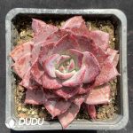 Echeveria Meiya