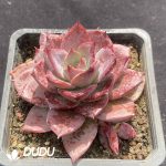 Echeveria Meiya - Image 2