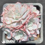 Echeveria Minima clustering