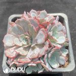 Echeveria Minima clustering - Image 2