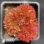 Pachyphytum Firebird Cristata