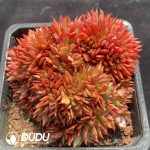 Pachyphytum Firebird Cristata - Image 2