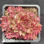 Pachyphytum Lisao Clustering