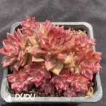 Pachyphytum Lisao Clustering - Image 2
