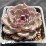Echeveria Yo-yo