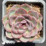 Echeveria Yo-yo - Image 2