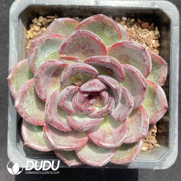 Echeveria Yo-yo - Image 2
