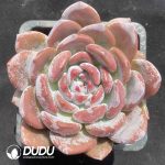 Echeveria Aocheng