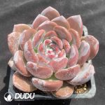 Echeveria Aocheng - Image 2