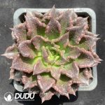 Echeveria Black Dumpling