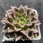 Echeveria Black Dumpling - Image 2