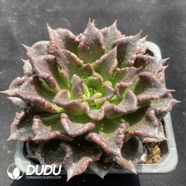 Echeveria Black Dumpling - Image 2