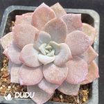 Echeveria Red Tea