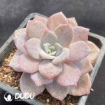 Echeveria Red Tea - Image 2