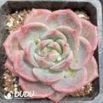 Echeveria Tanggula