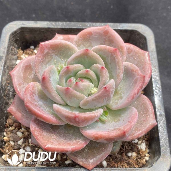 Echeveria Tanggula - Image 2