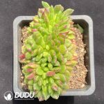 Echeveria Carol Cristata