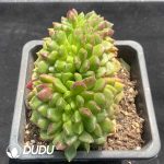 Echeveria Carol Cristata - Image 2