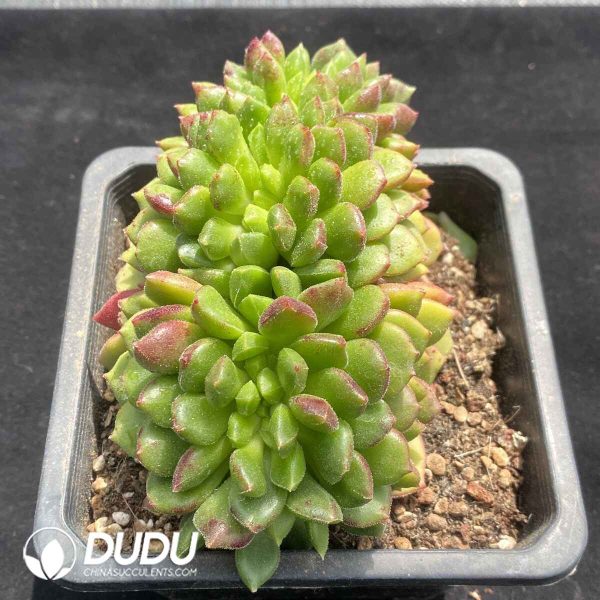 Echeveria Carol Cristata - Image 2