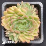 Echeveria Green Stone Clustering