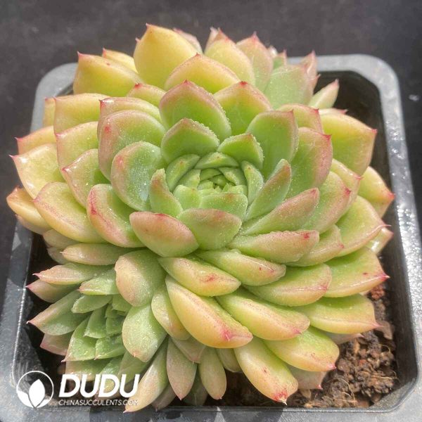 Echeveria Green Stone Clustering - Image 2