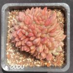 Echeveria Ling Snow Cristata