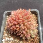 Echeveria Ling Snow Cristata - Image 2
