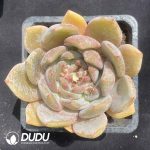 Echeveria Wedding Ring