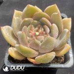 Echeveria Wedding Ring - Image 2