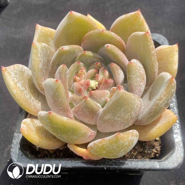 Echeveria Wedding Ring - Image 2