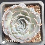 Echeveria Ice Jade 2