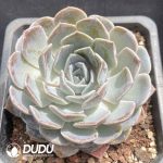 Echeveria Ice Jade 2 - Image 2