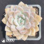 Echeveria Jelly