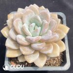 Echeveria Jelly - Image 2