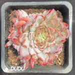 Echeveria Shaunbride Cristata