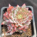 Echeveria Shaunbride Cristata - Image 2