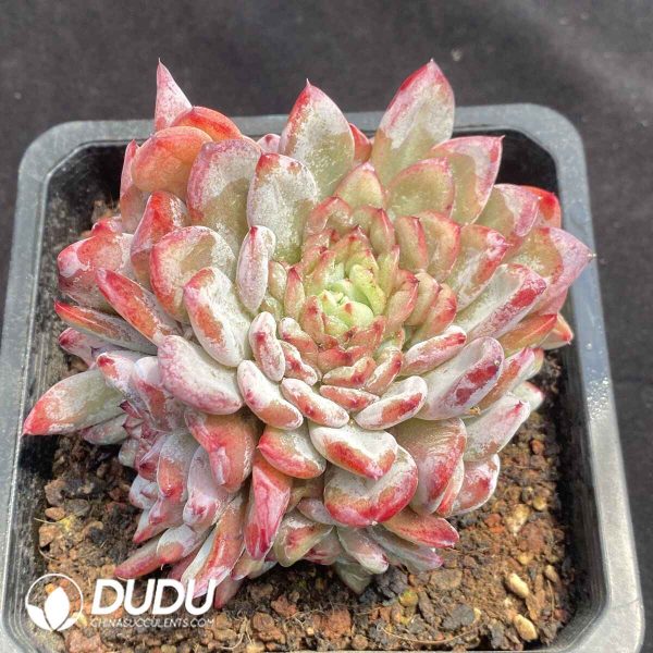Echeveria Shaunbride Cristata - Image 2