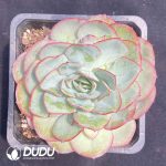 Echeveria Peony
