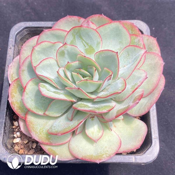 Echeveria Peony - Image 2