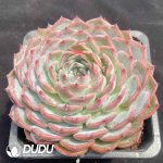 Echeveria Keralean