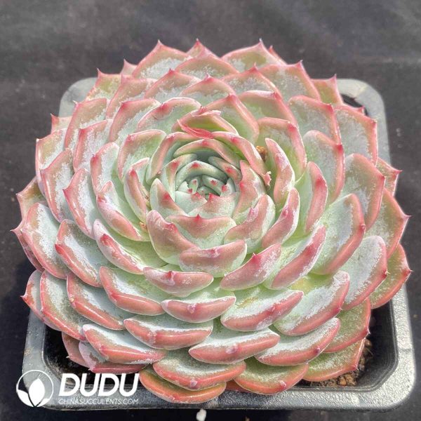 Echeveria Keralean - Image 2