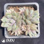 Echeveria Red Ivory