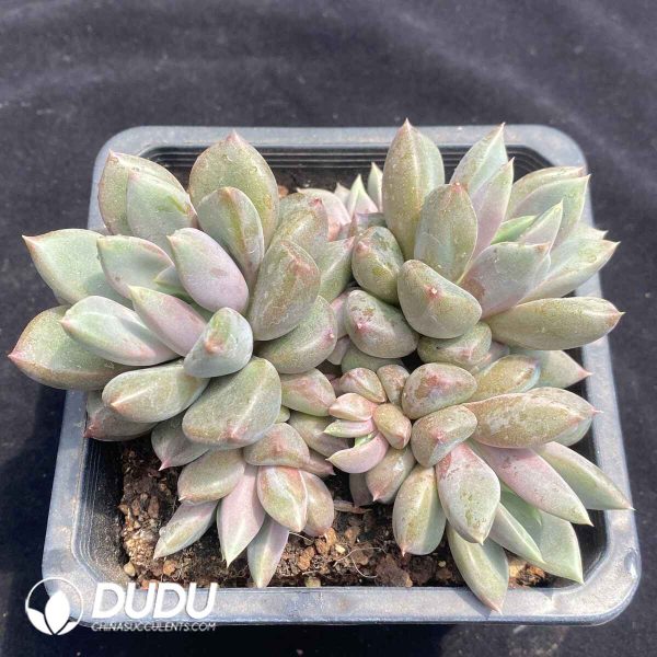 Echeveria Red Ivory - Image 2