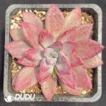Echeveria Mon Ami