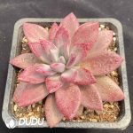 Echeveria Mon Ami - Image 2