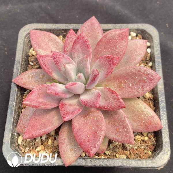 Echeveria Mon Ami - Image 2